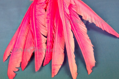Декоративный Пучок из перьев, перо 25см/розовый - купить в Симферополе. Цена: 14.40 руб.