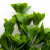 Трава искусственная -1, шт (эвкалипт лист 32 см/8 см)				 - купить в Симферополе. Цена: 169.93 руб.