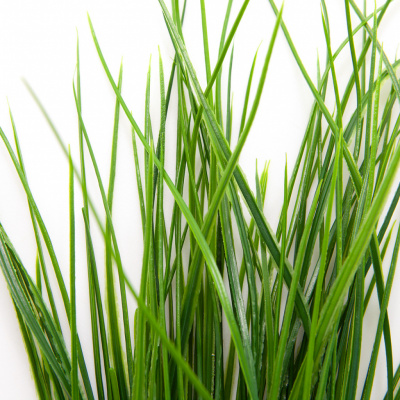 Трава искусственная -4, шт  (осока 50 см/8 см  7 листов)				 - купить в Симферополе. Цена: 130.73 руб.